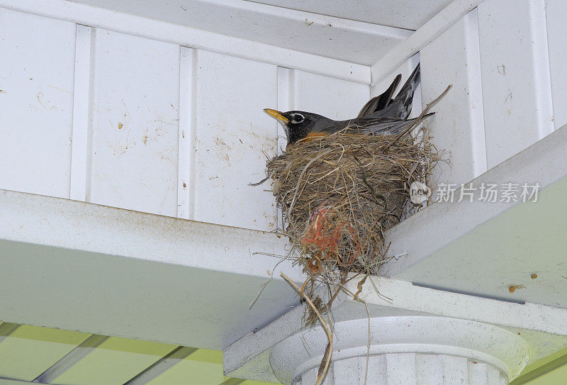 美洲知更鸟(Turdus migratorius)坐在巢里的蛋上